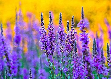 《暗邪西部》PC配置需求非常亲民 GTX1060就能爽玩